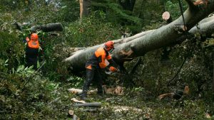 How To Make Your Property Admirable With Tree Removing Service?
